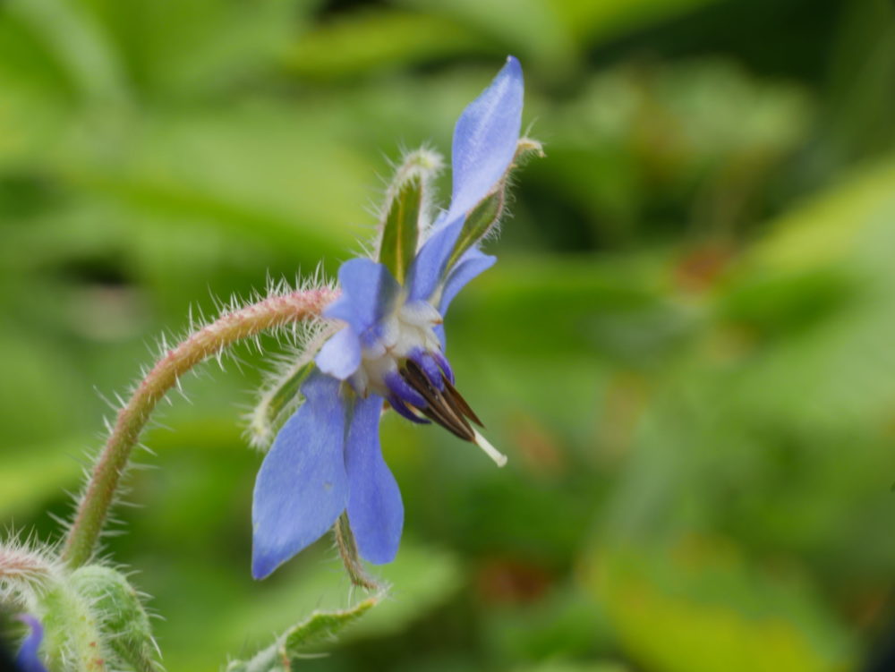 La bourrache au jardin : 100% fleur bleue ?